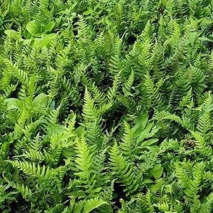 6 x Polypodium Vulgare - Eikvaren Pot 9x9cm - Wintergroene Varen