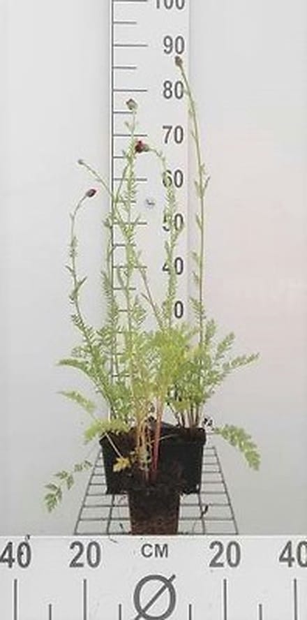 6x Margriet - Tanacetum (c) 'Robinson's Red' | 9x9 cm pot