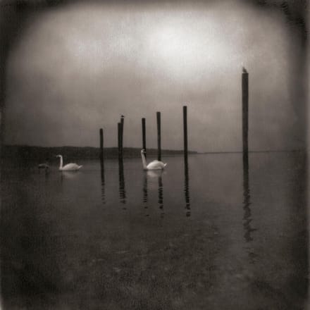 Conference of the Birds