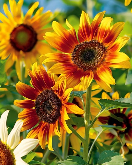 Zonnebloem Esther Zaden Helianthus Debilis Eenjarig