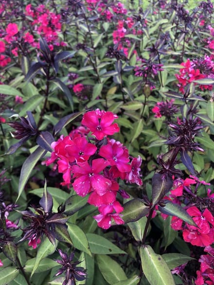 6x Vlambloem - Phlox paniculata 'Starfire' | 9x9 cm pot