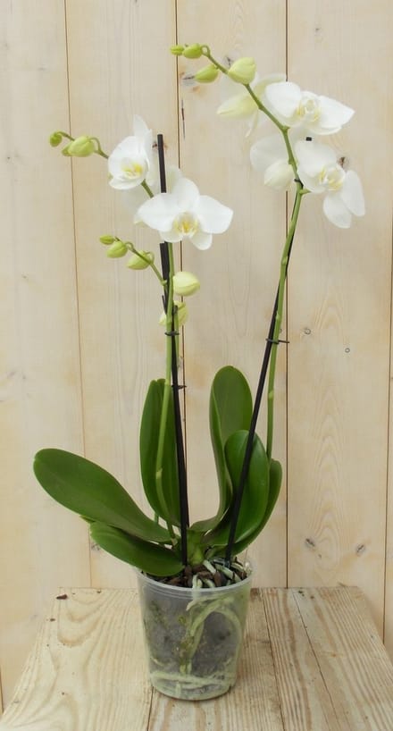 Warentuin natuurlijk - Vlinderorchidee Twee Takken wit 60 cm