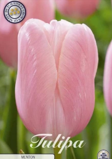 Menton Single late Tulpenbollen 10 Stuks Bolmaat 12+