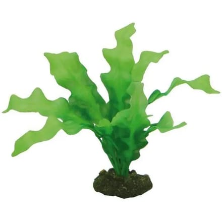 Aquarium accessoires Hobby Echinodrus