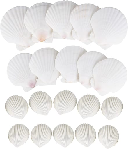 Zandbak Schelp - Seashells Set - Wit - 20 Stuks - Natuurlijke Schoonheid - Perfect voor DIY - Voor Creatieve Projecten