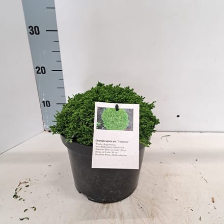 Chamaecyparis p. ‘Tsukumo’ - Schijncipres | 20-25 cm pot