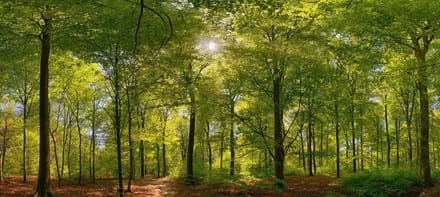 Fotobehang Beukenbos in het voorjaar 450 x 260 cm - € 295,--
