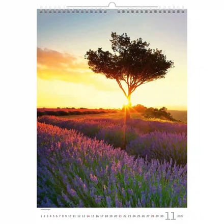 C142-27 Paars in de Provence Kalender A3+ 2027