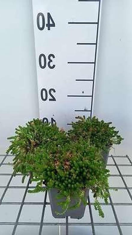 Vetplantjes - Bodembedekker - Rotstuin Vullen - Goudgele Bladeren - 6 Stuks - Groen