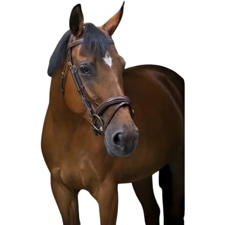 Hoofdstellen voor volbloedpaarden Eric Thomas Pro Wave