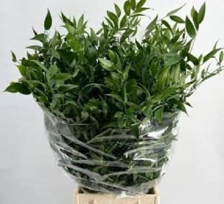 1x Sg ruscus it 80cm