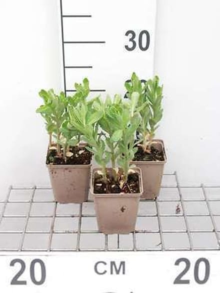 6x Sedum - Sedum tel. 'Munstead Purple' | 9x9 cm pot