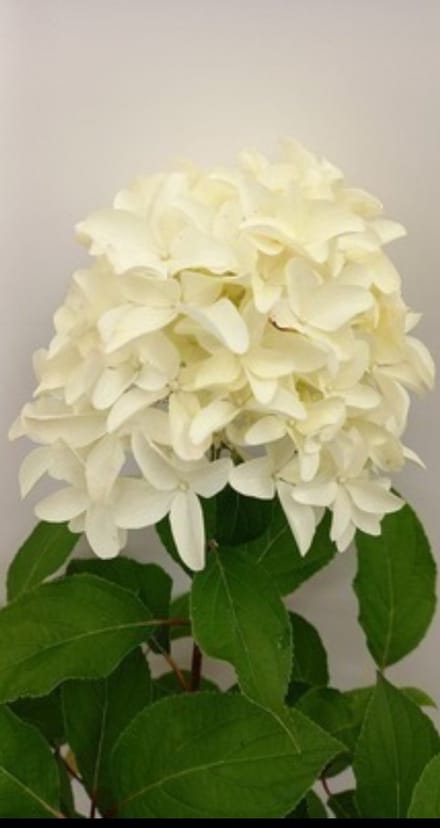 Hydrangea pan. 'Skyfall'® - Pluimhortensia 40- 50 cm in pot
