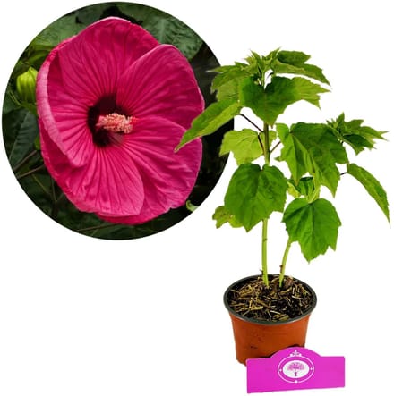 Hibiscus Moscheutos 'Jazzberry Jam', Magentarode bloem, Hoogte 40cm, 2 liter pot