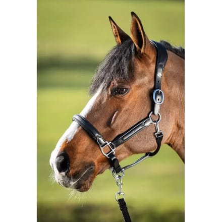 Lederen halster voor paarden HFI Wave