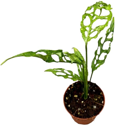 Monstera Obliqua Peru Kamerplant Potmaat Ø9 cm |Vers Van De Kweker