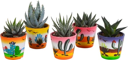 Gasteria/Haworthia mix 5.5 cm in Mexicaanse pot | 5 stuks