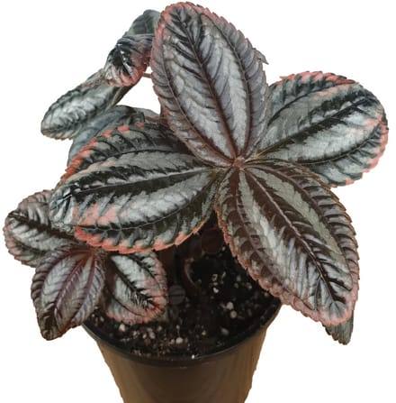 JUNAVERA Pilea Norfolk terrariumplant | 9 cm pot | 12 cm hoog bij levering