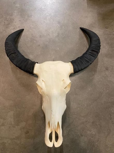 Skull echt buffel