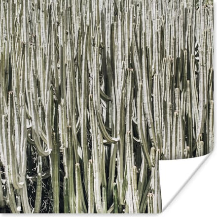 Poster Cactus - Natuur - Vetplanten - 75x75 cm