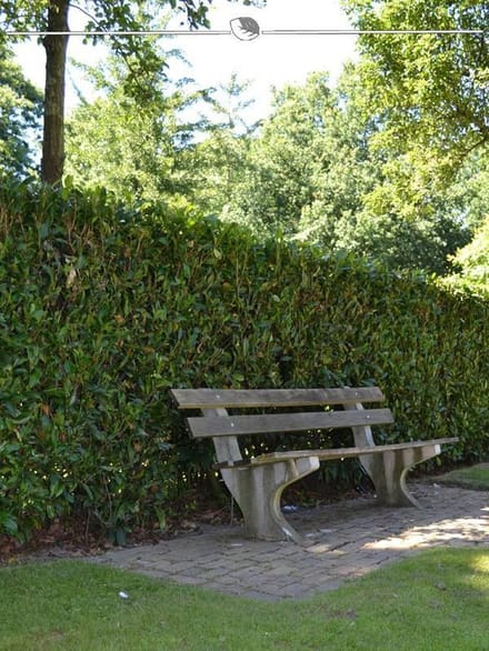 Laurier Prunus Herbergii 100-120 cm, 12x Haagplant