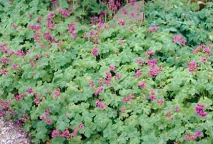 6x Geranium - Geranium macr. 'Czakor' | 9x9 cm pot