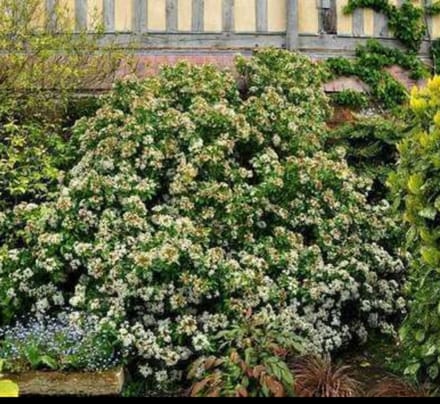 Choisya ternata - Mexicaanse Oranjebloesem , Glansmispel 40- 50 cm in pot