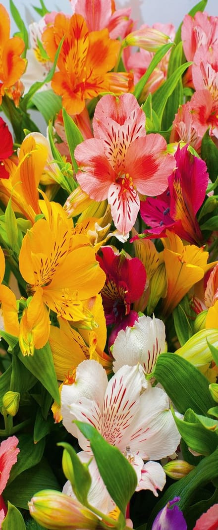 Banner Krista 75 cm x 180 cm