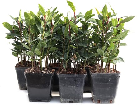 Eetbare Laurier - 6 plantjes - Laurus nobilis - keukenlaurier