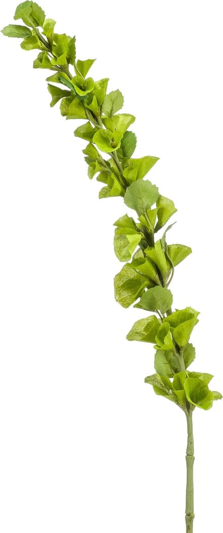 Emerald - Kunsttak Molucella 105cm - Kunstplant voor binnen