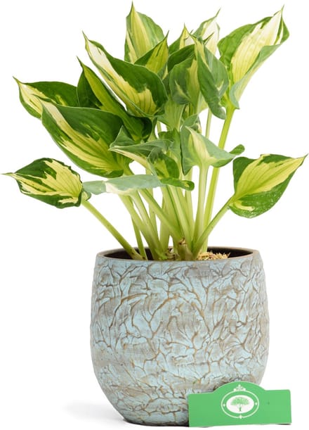 Set van 2 Hosta 'Whirlwind' - Vaste plant - 2L pot