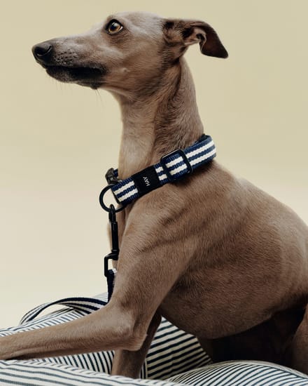 HAY Dogs LeashFlat S/M