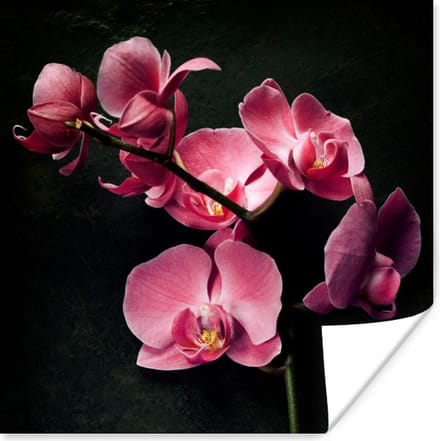 Poster Planten - Orchidee - Bloemen - Roze - 75x75 cm