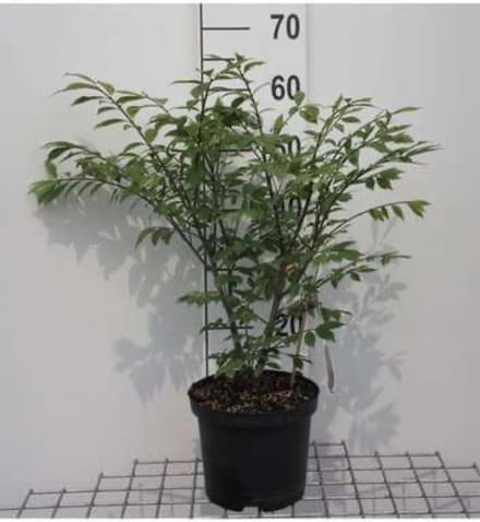 Euonymus alatus 'Compactus' - Kardinaalshoed, dwerg kardinaalsmuts 30 - 40 cm in pot