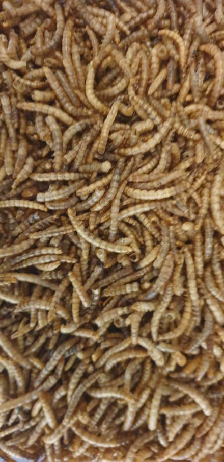 Meelwormen 100 gram
