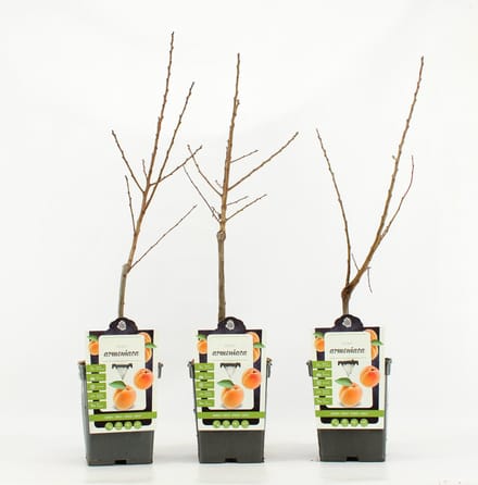 Mini Abrikoos - Prunus Armeniaca - hoogte 50 - 60 cm