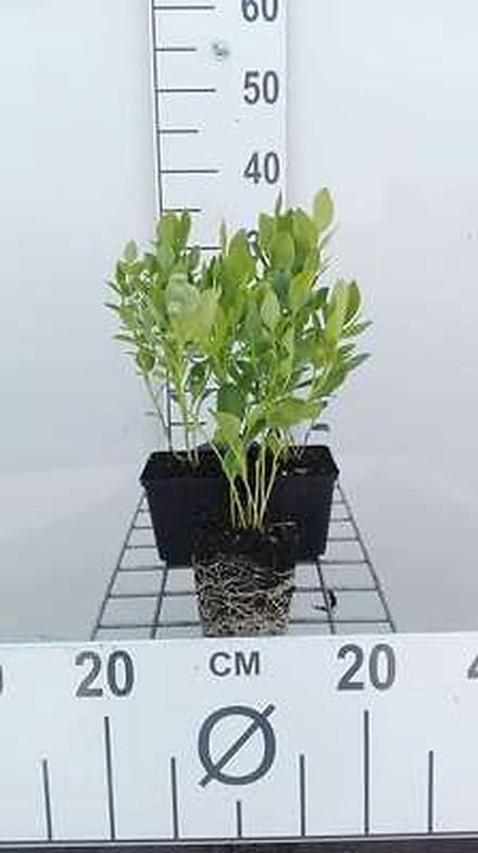 6x Vuurwerkplant - Dictamnus alb. 'Albiflorus' | 9x9 cm pot