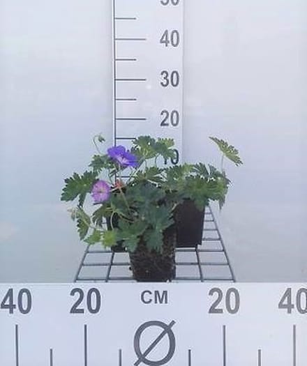 6x Ooievaarsbek - Geranium hybr. 'Rozanne'® | 9x9 cm pot