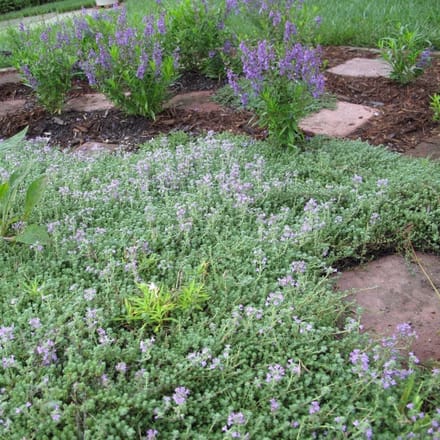 6 x Kleine Tijm / Kruiptijm - Winterharde Bodembedekkers - Thymus serpyllum in 9x9cm pot met hoogte 5-10cm