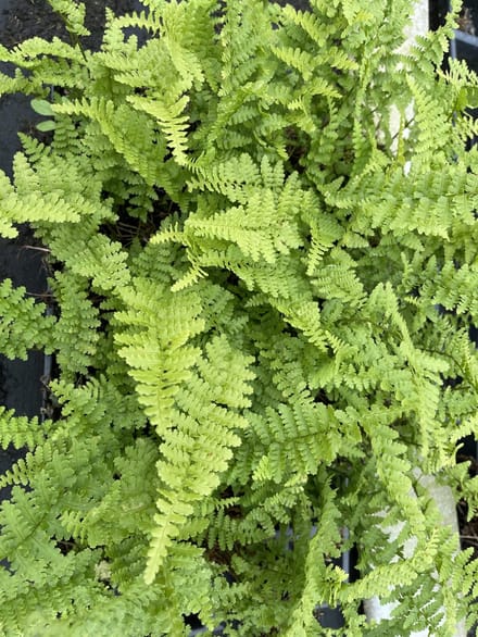 6x Mannetjesvaren - Dryopteris f.-m. 'Barnesii' | 9x9 cm pot