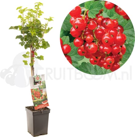 Ribes rubrum Jonkheer van Tets | rode aalbes op stam | Ø 18 cm