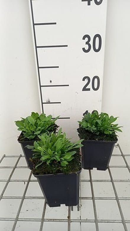 6x Silene - Silene schafta 'Splendens' | 9x9 cm pot