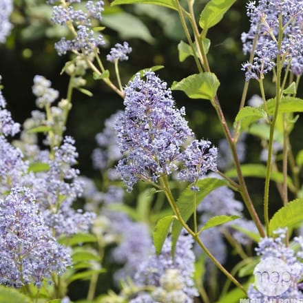 Ceanothus 'Gloire de Versailles' - Amerikaanse sering 40-50 cm in pot