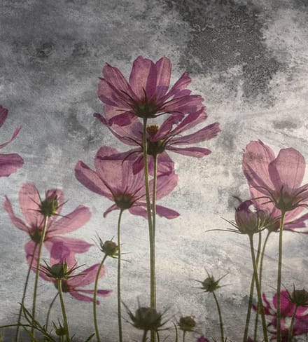 Fotobehang - Violet Flower Abstract 225x250cm - Vliesbehang