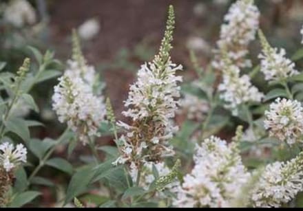 Buddleja 'Argus White'® - Vlinderstruik 40- 60 cm in pot