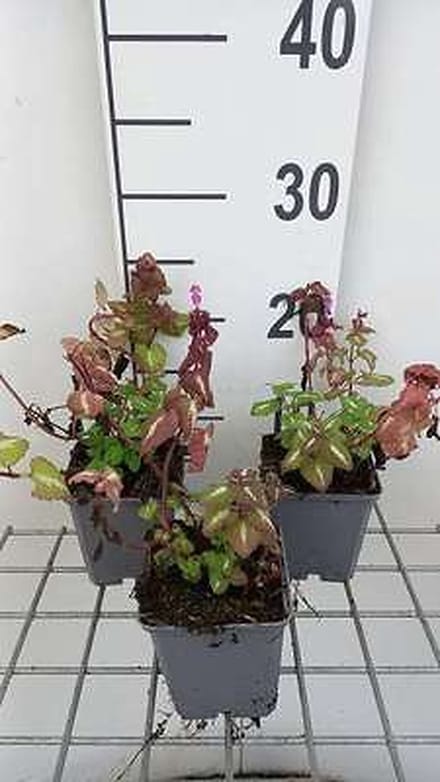 6x Dovenetel - Lamium mac. 'Chequers' | 9x9 cm pot