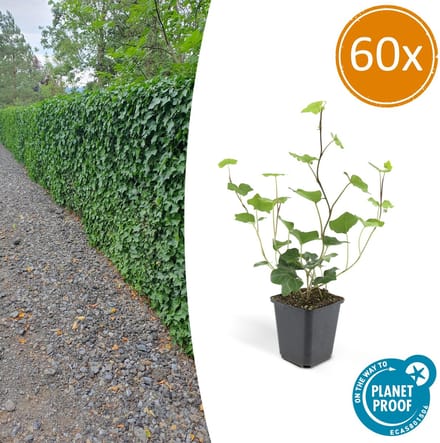 60 Stuks Klimop, Compacte Haag, Groen, Hedera Hibernica - 10-25cm - Ø9cm