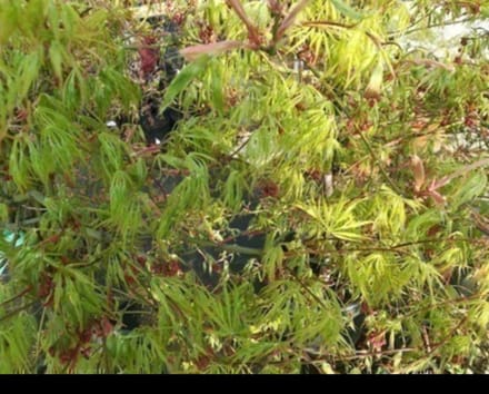 Acer palm. 'Dissectum' - Japanse Esdoorn 40- 50 cm in pot