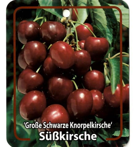 Oosterik home - Prunus Avium Grosse Schwarze Knorpelkirsche
