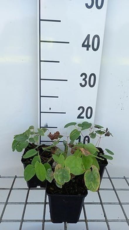 6x Elfenbloem - Epimedium pubigerum | 9x9 cm pot